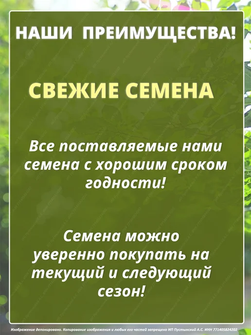 Семена базилик для дома сада посадки, вариант, фото 4