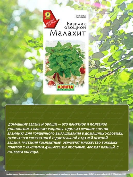 Семена базилик для дома сада посадки, вариант, фото 3