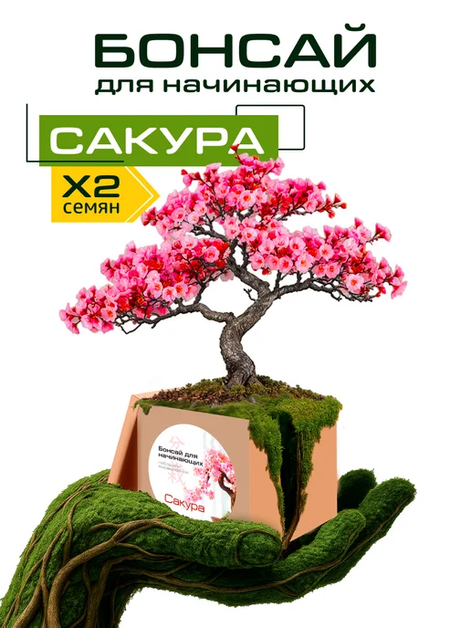 ЭкоКлуб Набор для выращивания "Бонсай для начинающих. Сакура", вариант