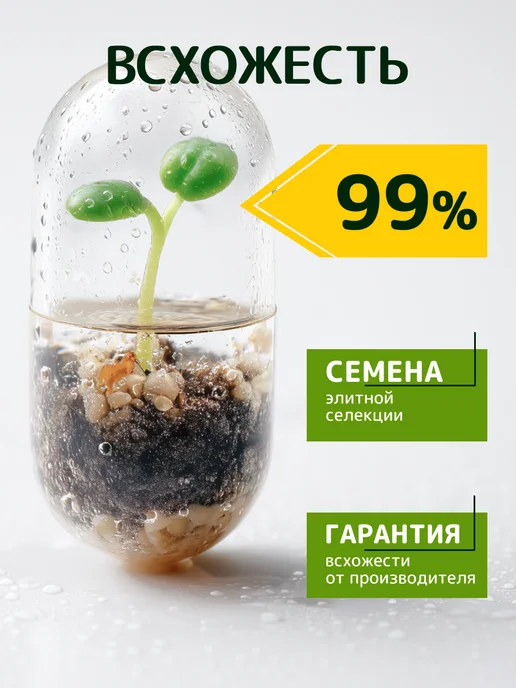 ЭкоКлуб Набор для выращивания "Бонсай для начинающих. Сакура", вариант, фото 3