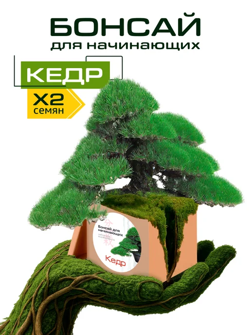 ЭкоКлуб Набор для выращивания "Бонсай для начинающих. Кедр", вариант
