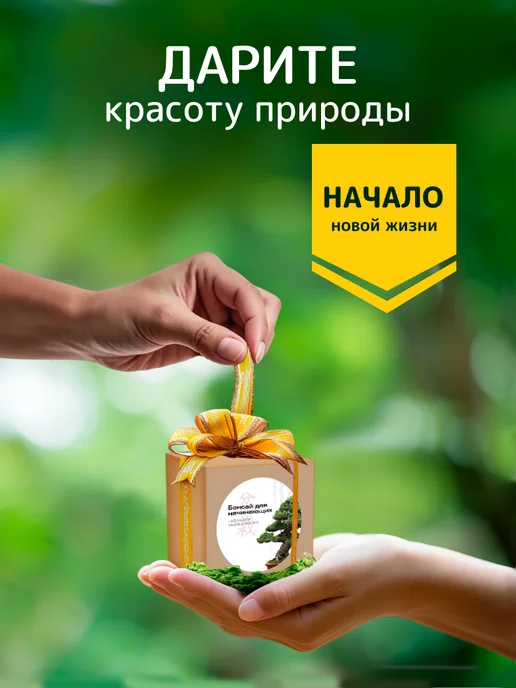 ЭкоКлуб Набор для выращивания "Бонсай для начинающих. Клен японский", вариант, фото 4