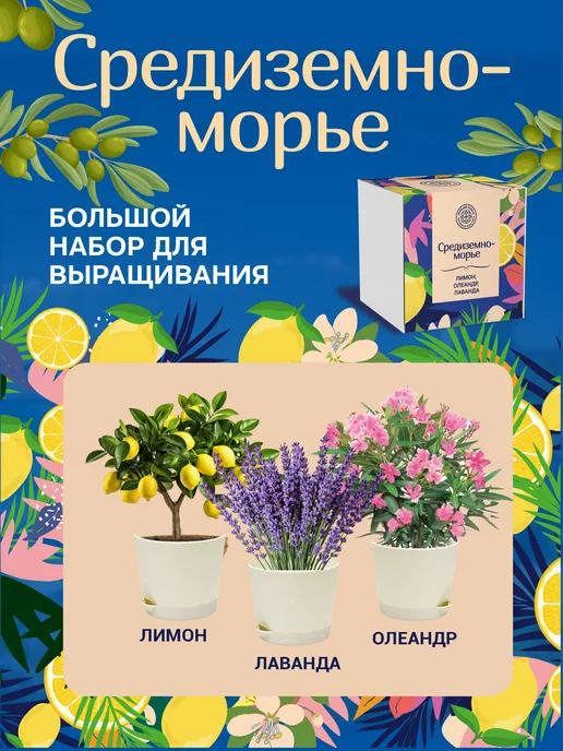 ЭкоКлуб Набор для выращивания бонсай "Лимон. Лаванда. Олеандр.", 3 шт