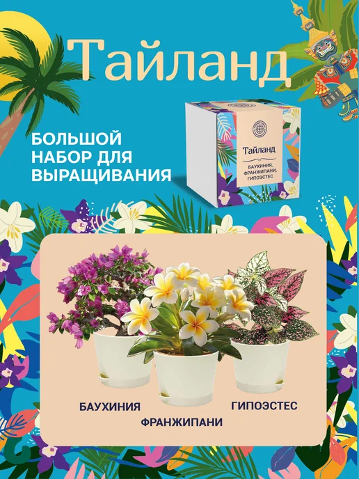 ЭкоКлуб Набор для выращивания "Баухиния. Франжипани. Гипоэстес.", 3 шт