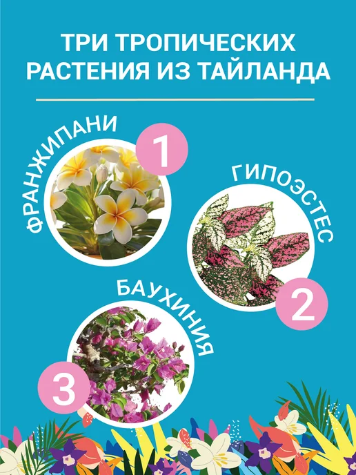 ЭкоКлуб Набор для выращивания "Баухиния. Франжипани. Гипоэстес.", 3 шт, фото 2