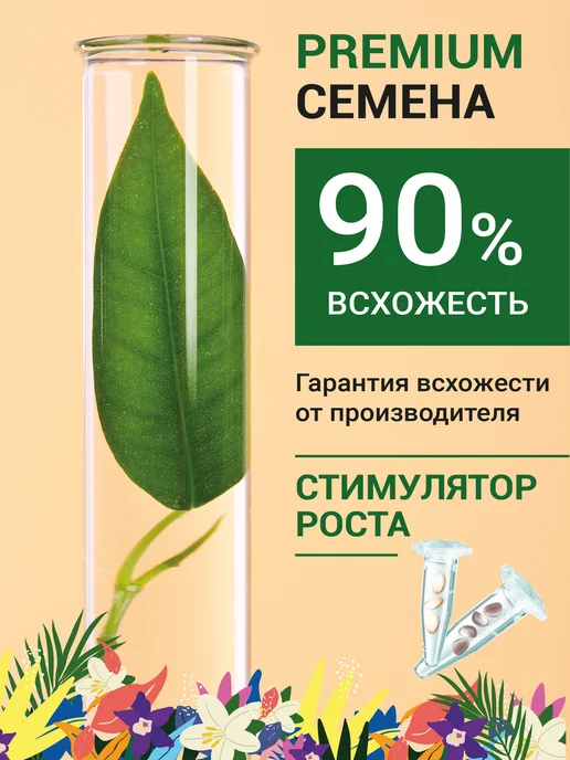 ЭкоКлуб Набор для выращивания "Баухиния. Франжипани. Гипоэстес.", 3 шт, фото 4