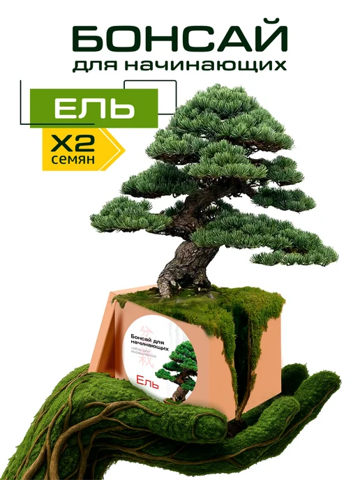 ЭкоКлуб Набор для выращивания "Бонсай для начинающих. Ель", вариант