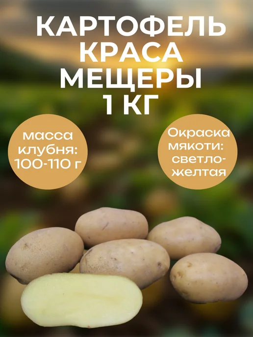 Очумелый ОгородNIK Картофель семенной сорт Краса Мещеры, 1 кг, 1 кг