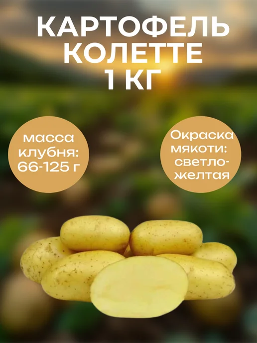 Очумелый ОгородNIK Картофель семенной "Колетте" 2 кг, 1 кг
