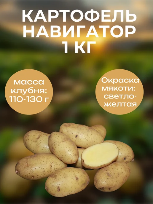 ОгородNIK Картофель семенной " Навигатор" 2 кг, 1 кг