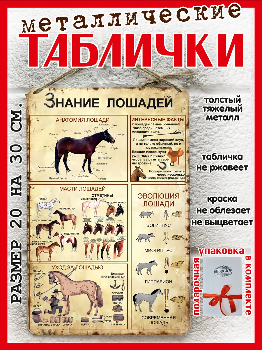 Железный постер Анатомия лошади стильное украшение интерьера