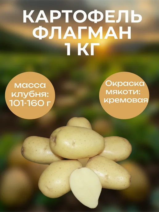 ОгородNIK Картофель семенной " Флагман " 2 кг, 1 кг