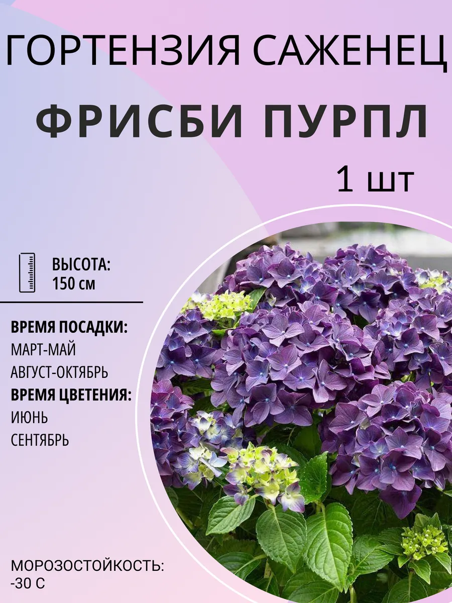 Гортензия саженцы многолетние морозостойкие цветы