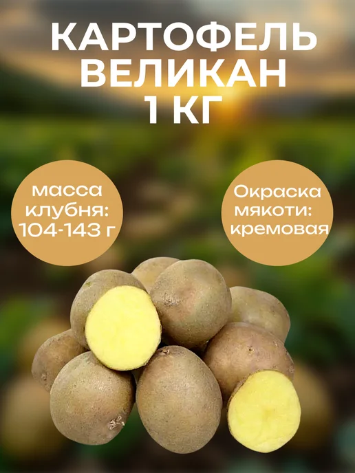 ОгородNIK Картофель семенной "Великан" 2 кг, 1 кг