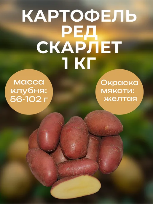 ОгородNIK Картофель семенной Ред Скарлет, 1 кг, 1 кг