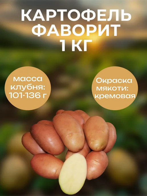 ОгородNIK Картофель семенной Фаворит, 1 кг, 1 кг
