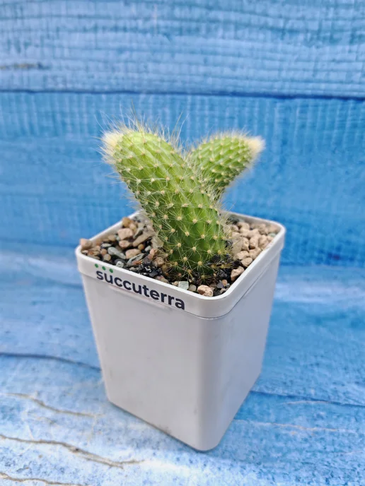 Succuterra Кактус Hildewintera Colademononis (Хильдевинтера), вариант