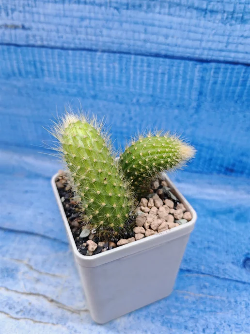 Succuterra Кактус Hildewintera Colademononis (Хильдевинтера), вариант, фото 2