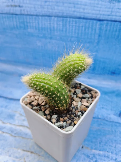Succuterra Кактус Hildewintera Colademononis (Хильдевинтера), вариант, фото 3