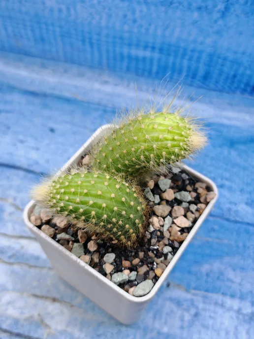 Succuterra Кактус Hildewintera Colademononis (Хильдевинтера), вариант, фото 4