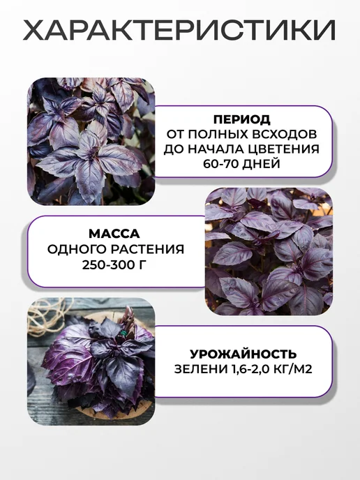 АЭЛИТА Семена базилика Фиолетовый, 0,2 г, 0,2 г, фото 2