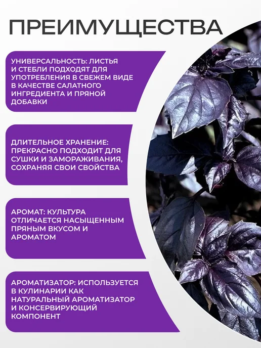 АЭЛИТА Семена базилика Фиолетовый, 0,2 г, 0,2 г, фото 3