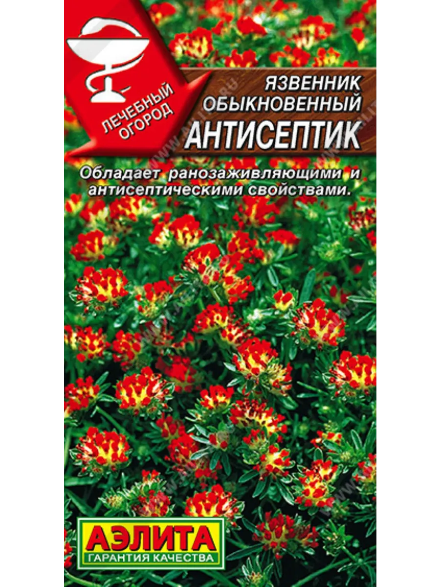 Язвенник Антисептик