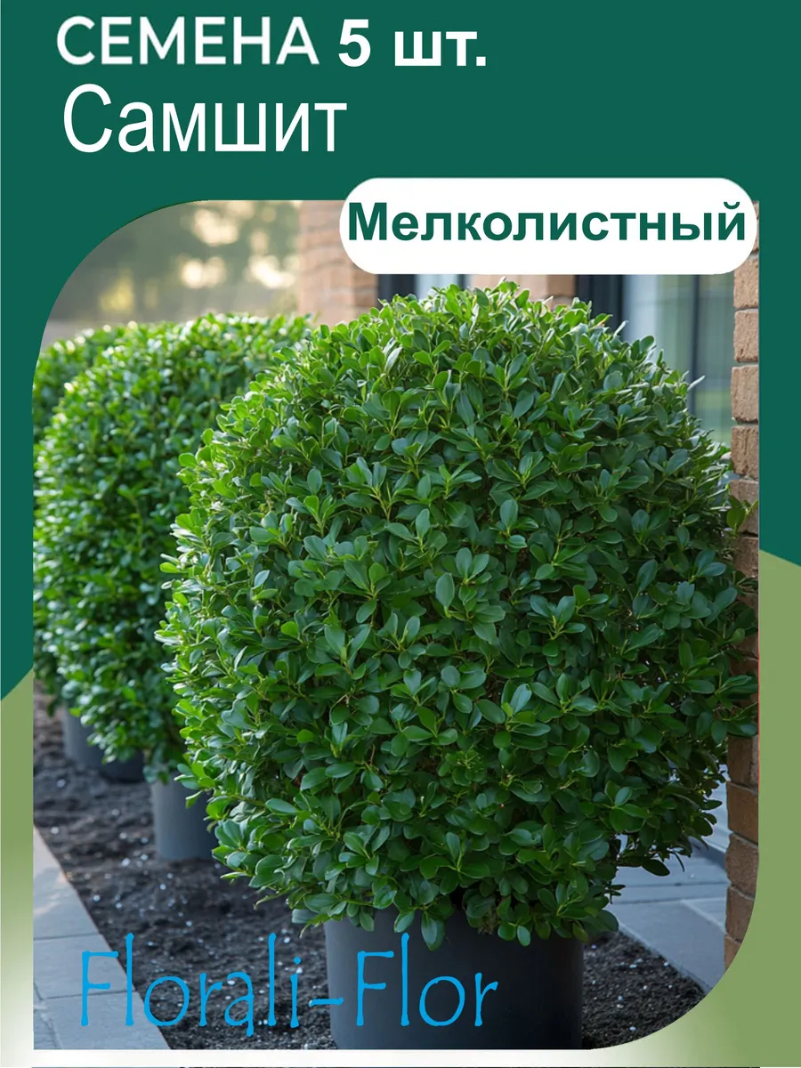 Семена Самшит