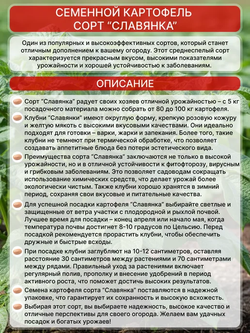 Семенной картофель на посадку Королева Анна, 2 кг, славянка, фото 2