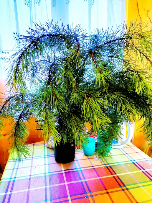 Ветки живой сосны для праздничного украшения, вариант, фото 2