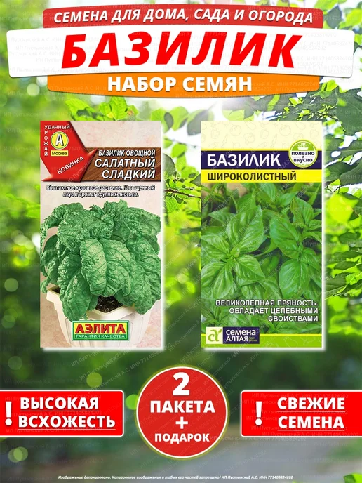 Семена базилик для дома сада посадки, вариант